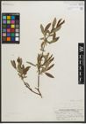 Foto von Salix myrtillifolia Anderson